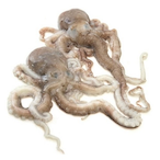 SanNakJee's Avatar'