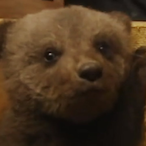 FluffyBearrr's Avatar'