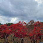 congcode21's Avatar'