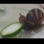 TheInsideMann's Avatar'