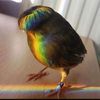 Pandamonium010's Avatar'