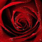 Tack-Rose's Avatar'