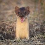 Grand-Weasel's Avatar'