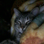 Pokmaster211's Avatar'