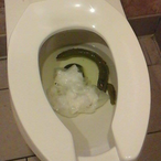 StankAhhDude's Avatar'