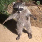 RIB3LLE_GOAT's Avatar'