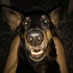 ZAIQUE-O-PITBUL's Avatar'