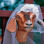Autistic_Goat02's Avatar'