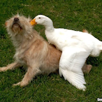 rich_duck15's Avatar'