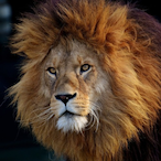 DrippedLion's Avatar'