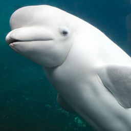 ForTheDolphin
