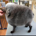 Just Hebig's Avatar'