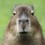 concrete_eater1's Avatar'
