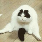 Exuberant_Nova's Avatar'