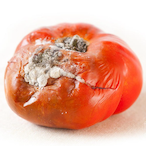 Exotic.Tomatoe's Avatar'