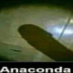 ANACONDA___'s Avatar'