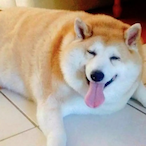 Pancakeasaur's Avatar'