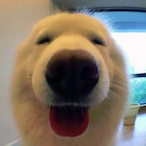 DomFrameMogs's Avatar'