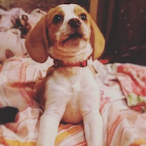 Certi-rollr's Avatar'