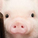 Alpha_TRISTANDAV's Avatar'