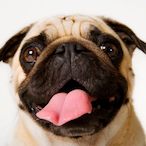 puggle123's Avatar'