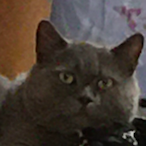 SAS1OVERLD's Avatar'