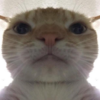 LonelyBubsen's Avatar'