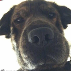 LllegalHunting's Avatar'