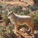 Cactus-Coyote's Avatar'