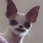 Senor_Yeehaw's Avatar'