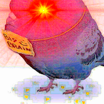 Maxican_Pigeon's Avatar'