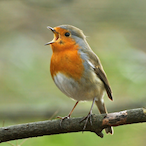 RobinRubecula's Avatar'