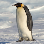 Penguin_1412's Avatar'
