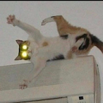 catsonack's Avatar'