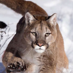 SpalatinRim's Avatar'