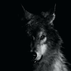 Wolfpacker__96's Avatar'