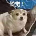 ToyGun_ADGai's Avatar'