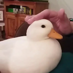 domenatsu_'s Avatar'