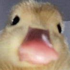 benja-serv's Avatar'