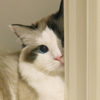 CatJuiceQAQ's Avatar'