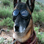 zMust.'s Avatar'