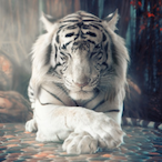 WhiteTiger.ExM's Avatar'