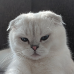 Sealtya's Avatar'