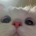 unausgesprochen's Avatar'