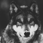 IlIIIlIllIlIIIlF's Avatar'