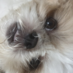 yellowstar2213's Avatar'