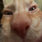 FlashySummo633's Avatar'