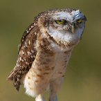 Spergilkal's Avatar'