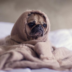 LaSopaMalvada27's Avatar'