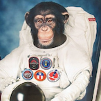 HamTheApe's Avatar'